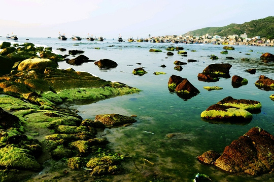 [-]Ngỡ[-]ngàng[-]trước[-]vẻ[-]đẹp[-]mùa[-]rêu[-]biển[-]Nhơn[-]Hải